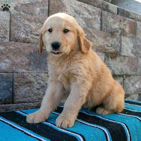 Randy, Golden Retriever Puppy